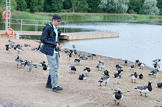 Senior Researcher Markku Mikkola-Roos counting gooses